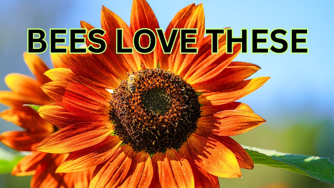 10 однолетних цветов, которым не могут противостоять опылители.