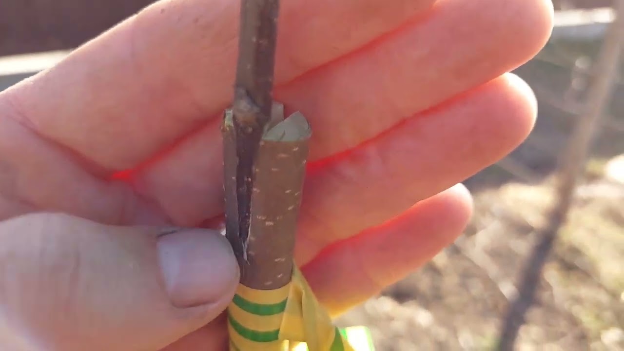 Ce se altoieste în mar ! Altoirea pomilor!