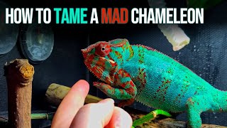 How to tame a MAD chameleon