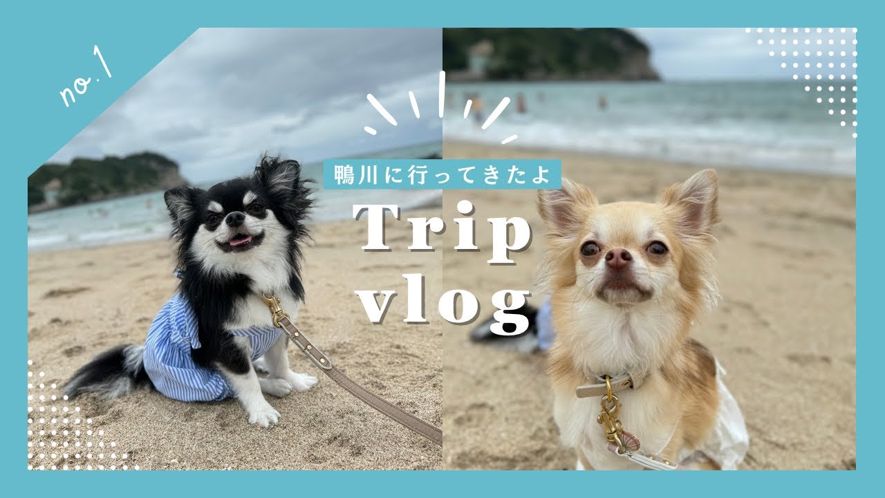 【レジーナリゾート鴨川へ🐬】［trip with my dog］