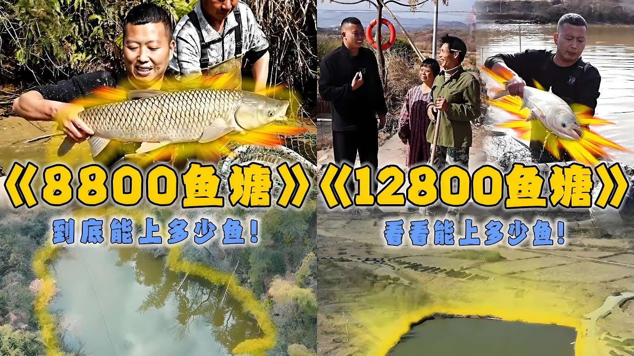 花8800元包下叔叔家二十多年没干的泉水塘，看看有没有二十年的大货｜花10000元包下甲鱼养殖场里的鱼塘，看看里面能上多少货。