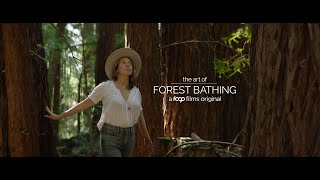 The Art Of Forest Bathing