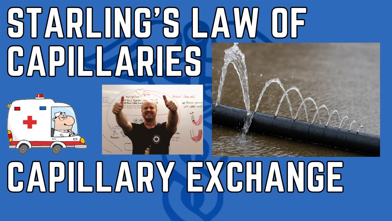 Starling's law of capillaries - Capillary exchange