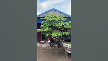 Lộc vừng ra hoa làm theo em nhé #nhavuonthanhnam #bonsai #caycanh #xuhuong #locvung