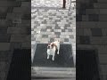 DaisyJackRussell пустите 👀 #отдых #песпатрон #собака #джекрасселтерьер #дача #топ #прикольноевидео