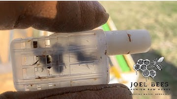 Introducing a New Queen to a Hive Split | Joel Bees Spring Beekeeping