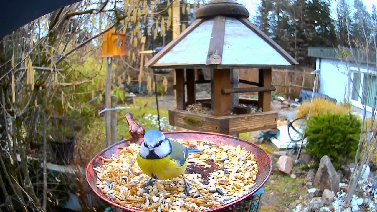 Unser tägliches kleines Wunder an der Futterstelle 🐦✨