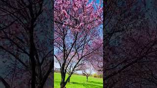 Cherry Blossom by Lenny and Martin 363 views 1 year ago 1 minute, 34 seconds