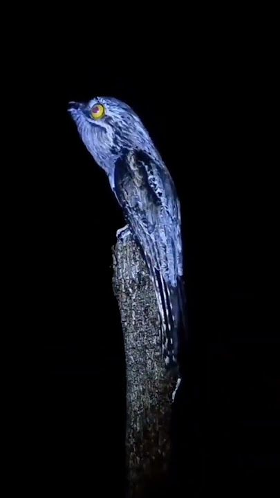 baru tahu cabak iblis kicaunya ky gini