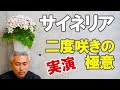 サイネリアの育て方 切り戻しの時期 鉢植えの育て方 萎れる理由