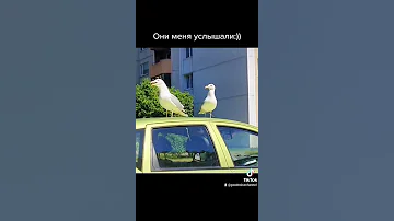 Оо как они мешают спать утром🤪