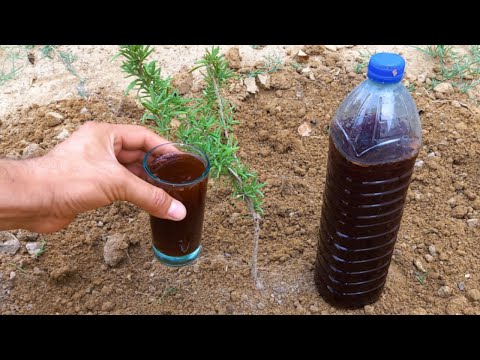 Struggling with Poor Soil? Try This EASY Fix!