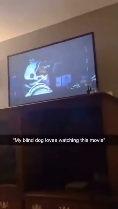 My Blind Dog Loves Watching This Movie MY BLIND DOG LOVES WATCHING THIS MOVIE - YouTube