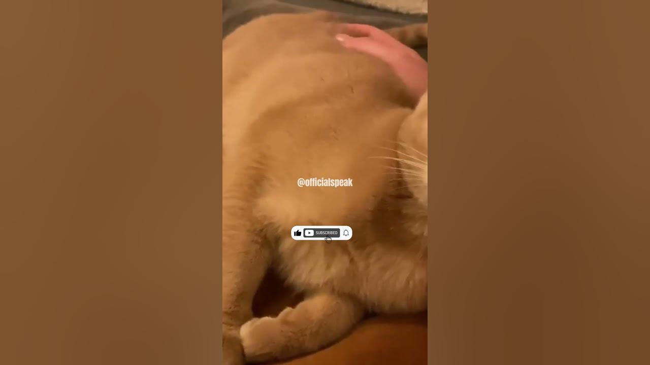 what-does-a-cat-s-slow-blink-mean-shorts-youtube
