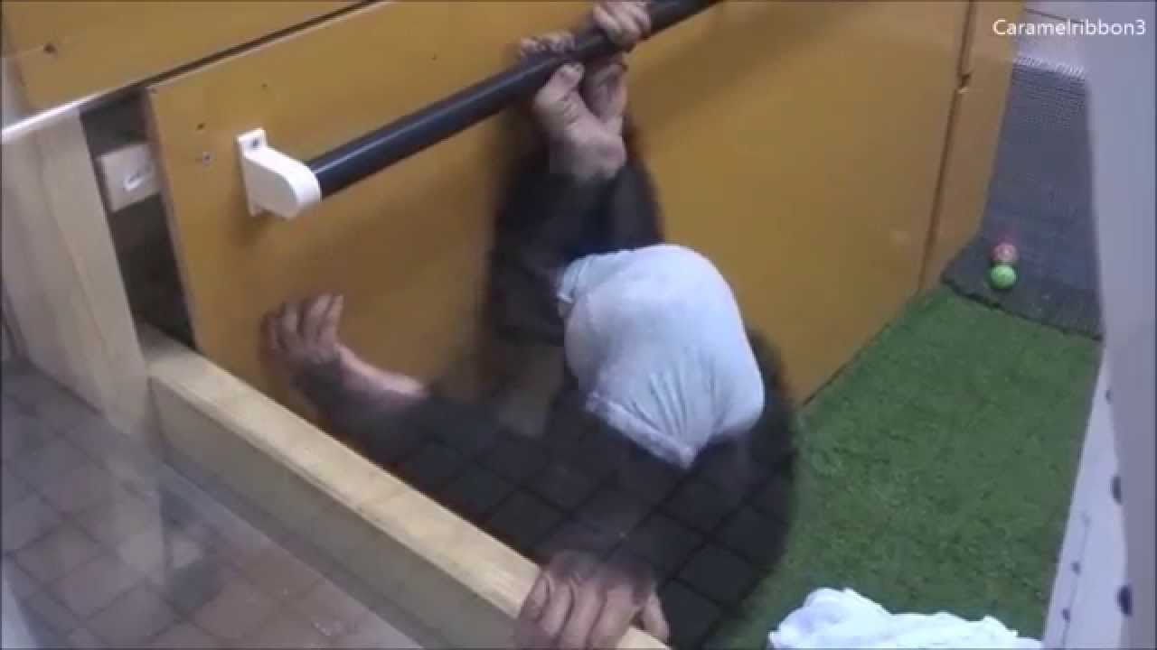 Baby chimp Milky at Noichi Zoo #3.1