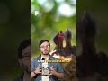 Cet oiseau protège ses oeufs face à un tracteur !