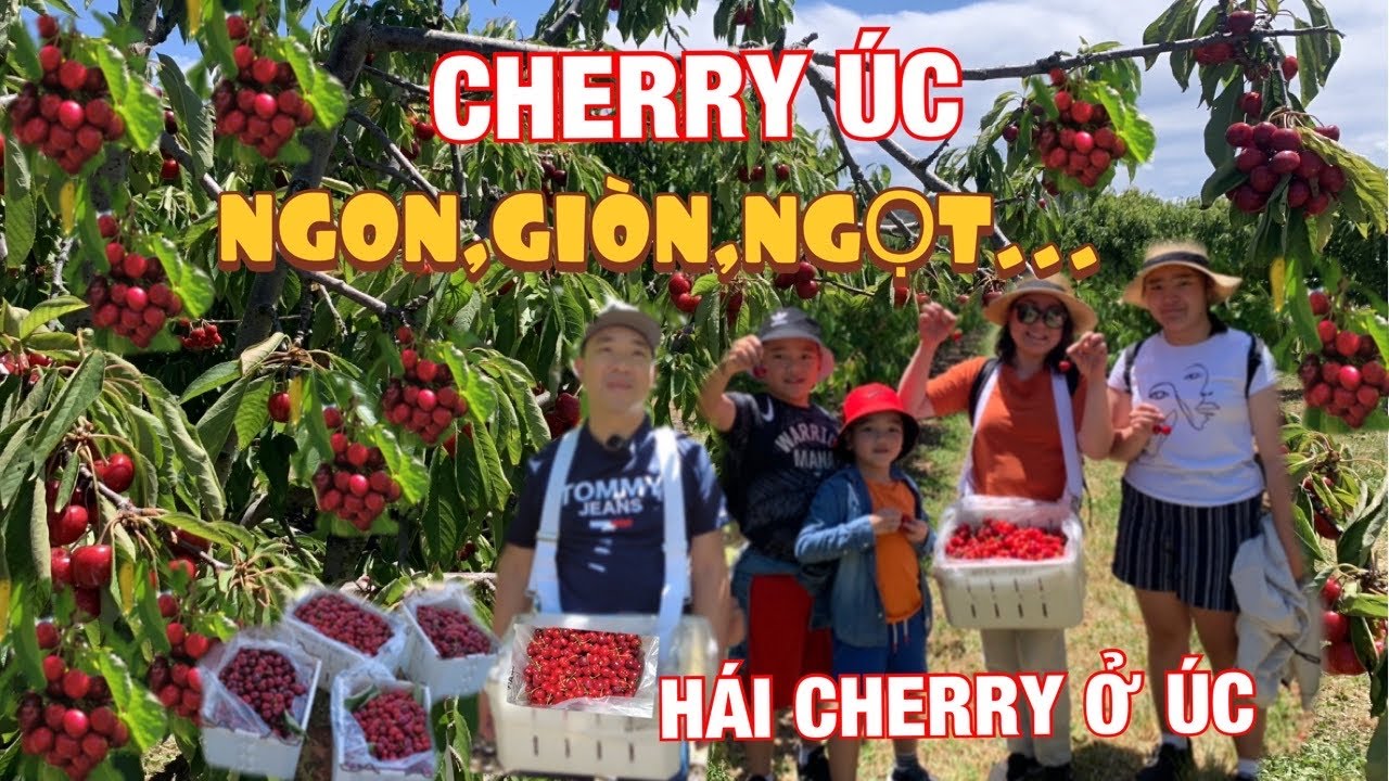 🇦🇺Cuộc sống Úc || ĐI HÁI CHERRY ĐẦU MÙA Ở ÚC, TRÁI NHIỀU BAO LA,ĂN THOẢI MÁI LUÔN 🍒, FARM Ở ÚC