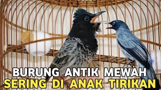 Download Lagu MURAH MEWAH || JENIS KUTILANG PALINGKA DAN BANYAK DI CARI PARA KOLEKTOR KICAU MANIA  MP3