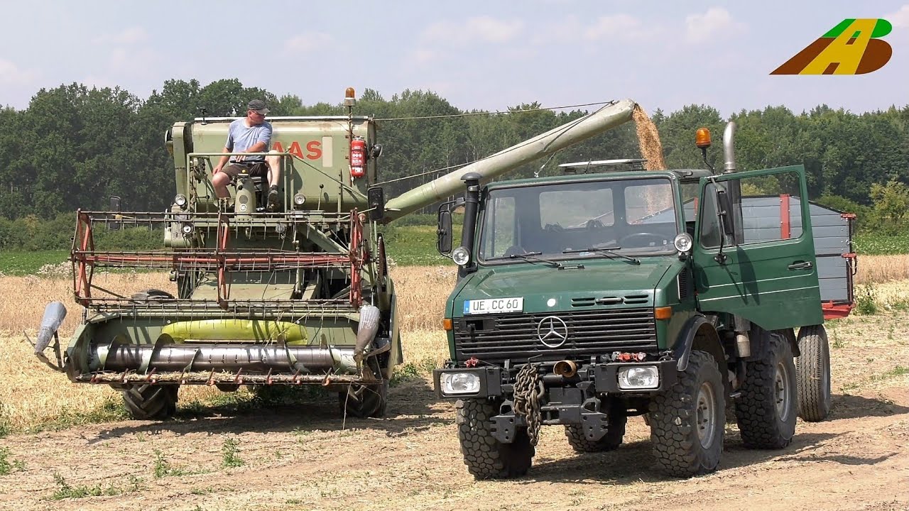 Getreideernte mit Oldtimer Claas Mähdrescher Matador, Unimog 1200,  Traktor BIO Landwirtschaft Bauer