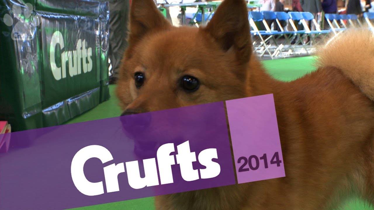 Finnish Spitz | Best of Breed | Crufts 2014 - YouTube