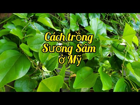 Video Cách trồng và chăm sóc Sương Sâm có lá ăn quanh năm. - youtube