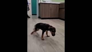 Dorg What Da Dog Doin