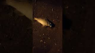 First Time Night Fishing In Oman๐๐๐๐