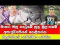 ගමේ අසැල්වැසියන් හෙළිකරන මාතර සිසුවන්ගේ පැටිකිරිය