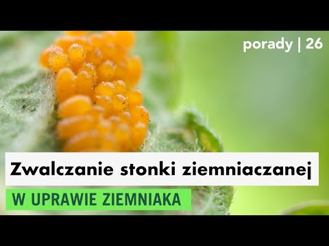 Wideo: Walka Ze środkami Ludowymi Na Stonki Ziemniaczanej