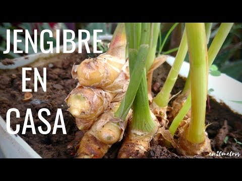 Video: Mis hojas de jengibre se están dorando - ¿Qué causa las hojas marrones en una planta de jengibre?