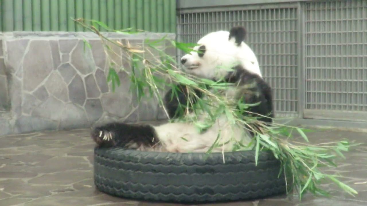 会議中のパンダ July 25, 2019 [Selection] The Leaning Panda - YouTube