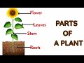 Plant Parts and Their Functions Explained