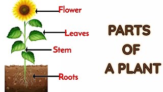 Parts of plants | Different parts of plants | Part of plants and their functions | Parts of a plant