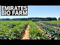 Emirates Bio Farm Dubai 4K UAE S Largest Organic Farm Emirates Bio Farm Dubai 4K UAE S Largest Organic Farm