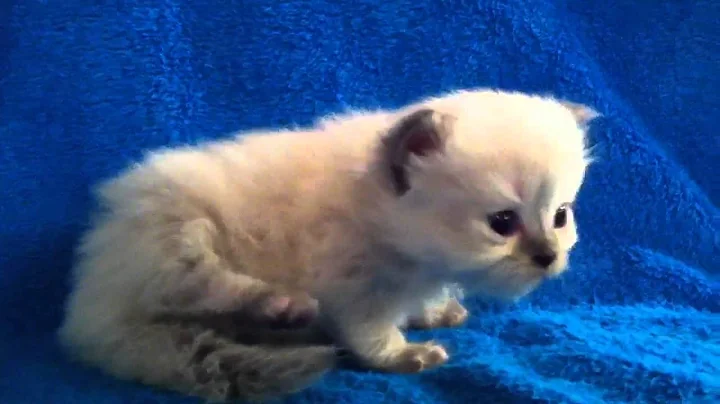 Video 561861: himalayan female kitten, himalayan doll, kittens cattery