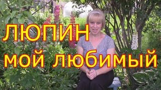 видео: люпин мой любимый цветок картинка: люпин мой любимый цветок
