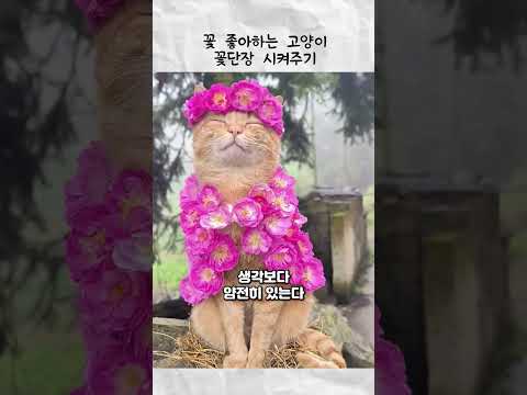 고양이 꽃단장 시켜주기 thumbnail