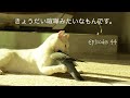 本当に強いのはどっち？　Only the gentle are ever really strong. (James Dean)
