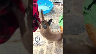 Caracal cats fight over a blanket! #cats #catsofinstagram #fyp #cute by Lavish Savannah’s 154 views 2 years ago 1 minute, 39 seconds