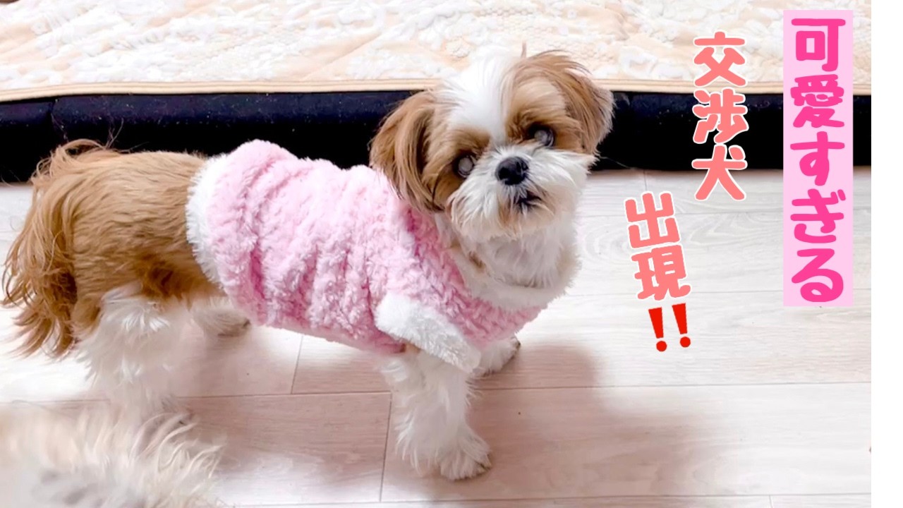 我慢の限界になったときに愛犬がとった行動とは…⁇【シーズー】多頭飼い～