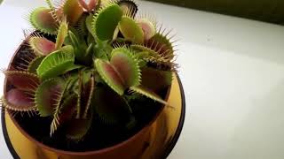 Flytrap catches a wasp