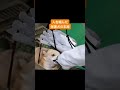 人を噛んだ保護犬の末路・・・#shorts