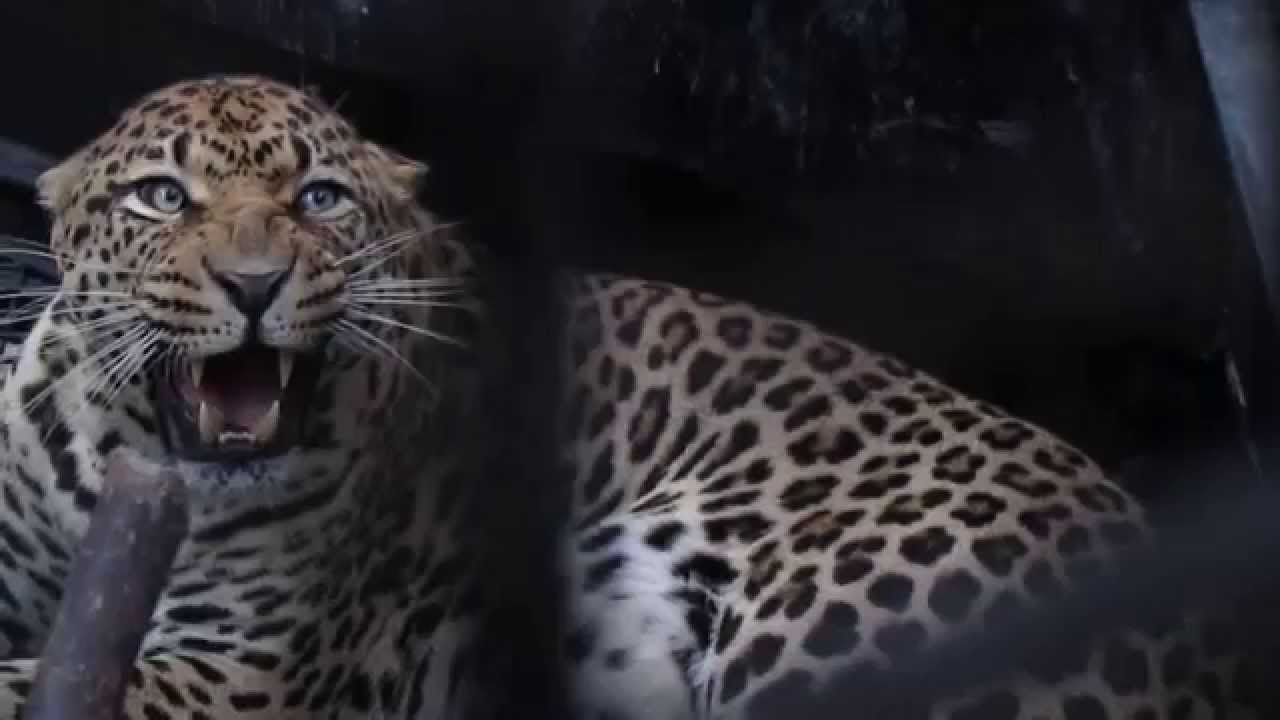 夜の動物園 ヒョウ 福岡市動物園2014 Youtube