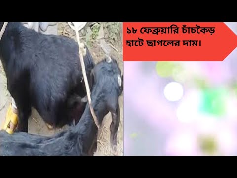 দেশি ছাগলের দাম। goat, black Bangle goat. - YouTube