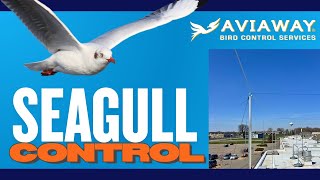 Seagull Grid Wire System Explained | The Most Effective Bird Control Solution