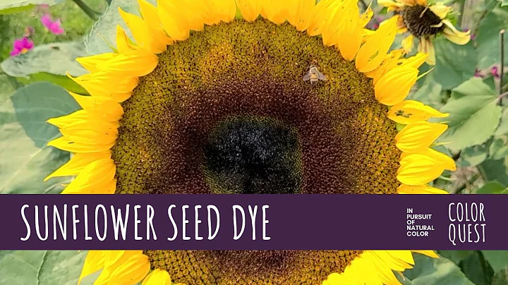 HOW TO MAKE NATURAL DYE WITH SUNFLOWER SEEDS | HOPI | ORGANIC COLOR | PURPLE LAVENDER BROWN BLACK