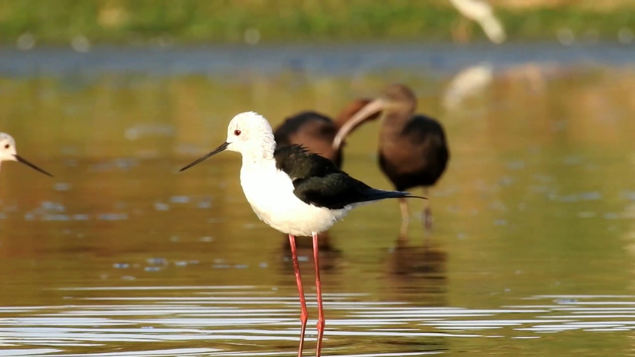 Superb slow motion bathing and preening habitat of black wing stilt..  By Palash Thakkar
