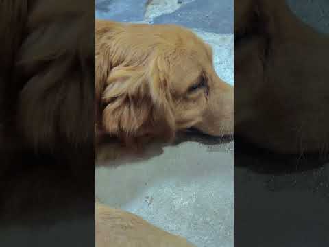 dabbu #goldenretreivers
