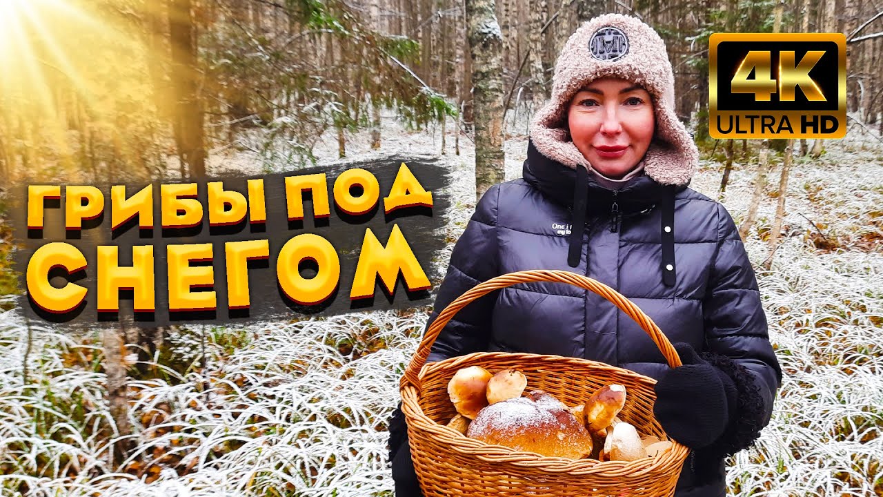 ШОК - Полный Лес Белых Грибов Под Снегом! Круто, Так Грибы Мы Ещё Не ...