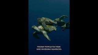 Memperebutkan Pasangan Penyu, Apa yang Terjadi Selanjutnya?